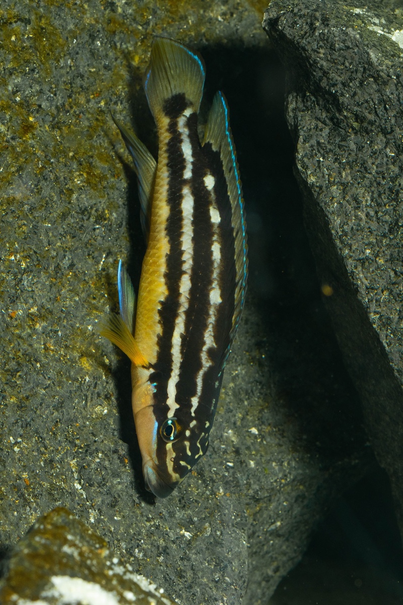 Julidochromis sp. 'ornatus uvira' Uvira